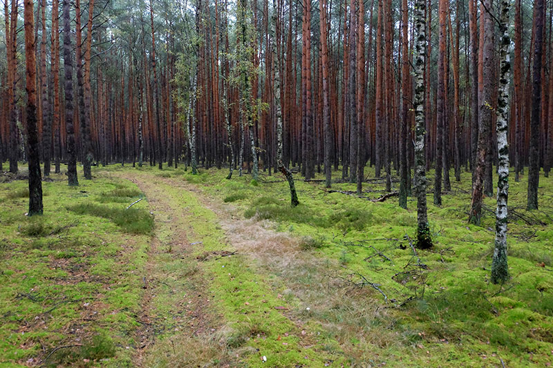 脚趾不直弯的原因是什么